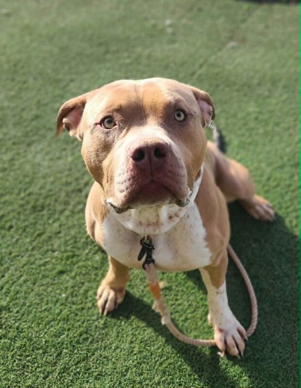 Picture of the Animal Listed